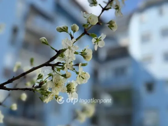 Eladó lakás Budapest XIV. kerület, Istvánmező 96 nm