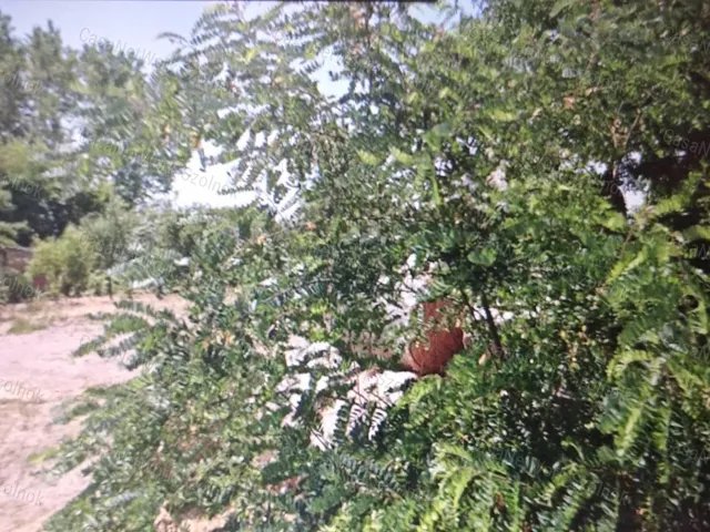 Eladó telek Tiszaföldvár 3375 nm