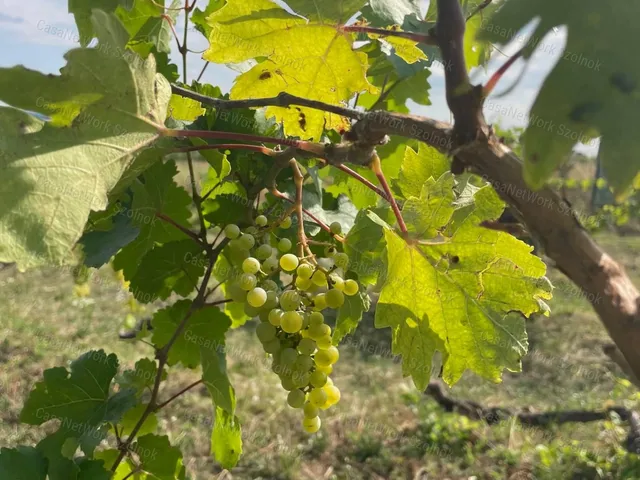 Eladó telek Balatonszepezd 6295 nm