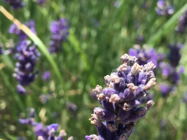 Eladó telek Gödöllő 86 nm