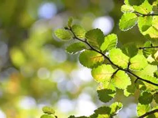 Eladó telek Gödöllő 86 nm