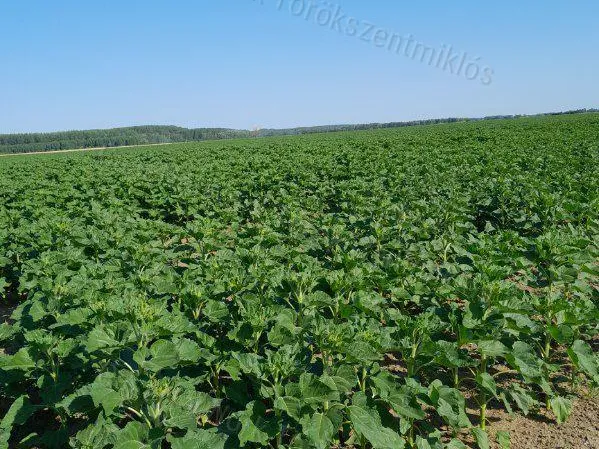 Eladó mezőgazdasági ingatlan Tiszabő 111866 nm