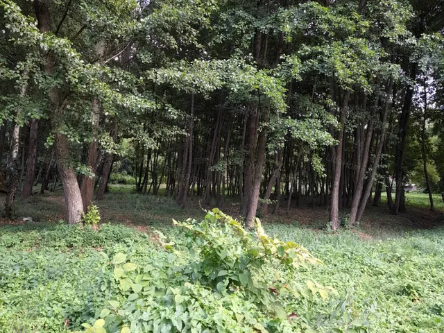 Eladó mezőgazdasági ingatlan Kaposvár 10625 nm