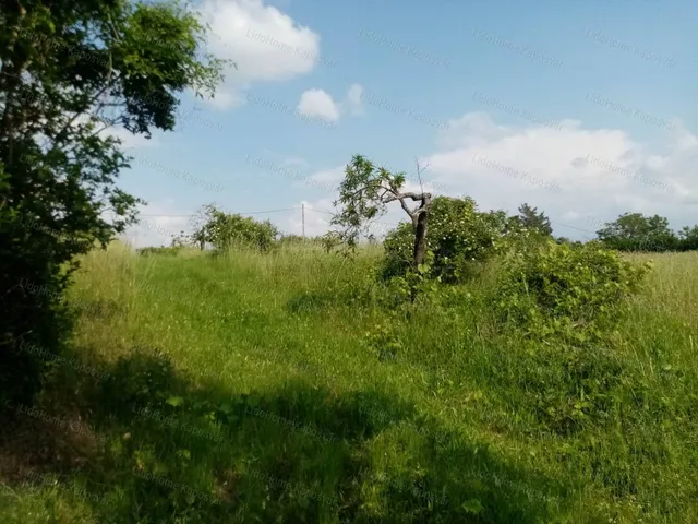 Eladó mezőgazdasági ingatlan Igal 3207 nm