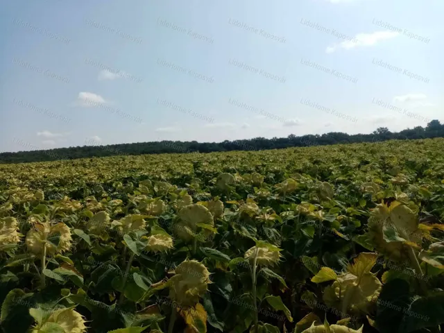 Eladó mezőgazdasági ingatlan Igal 8499 nm