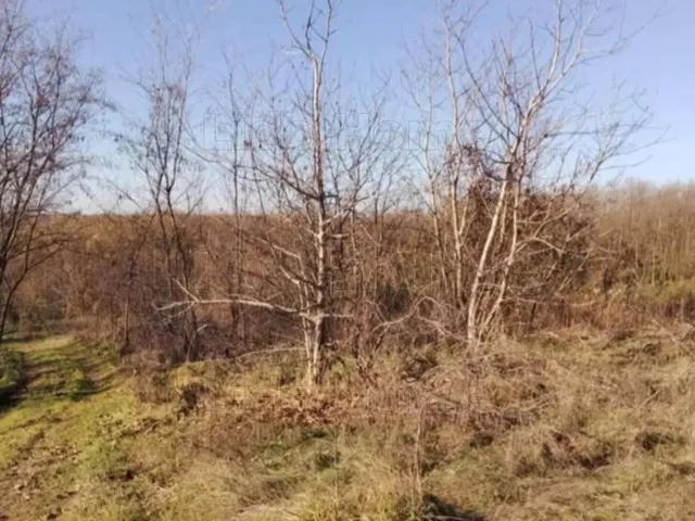 Eladó mezőgazdasági ingatlan Igal 3418 nm