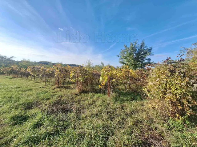 Eladó mezőgazdasági ingatlan Tab 702 nm