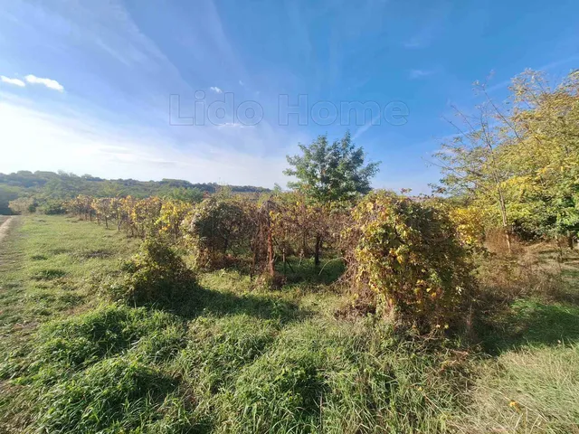 Eladó mezőgazdasági ingatlan Tab 702 nm