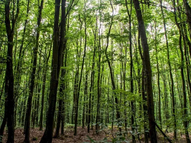 Eladó mezőgazdasági ingatlan Inke 710000 nm