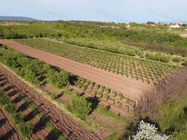 Eladó mezőgazdasági ingatlan Zánka 45000 nm