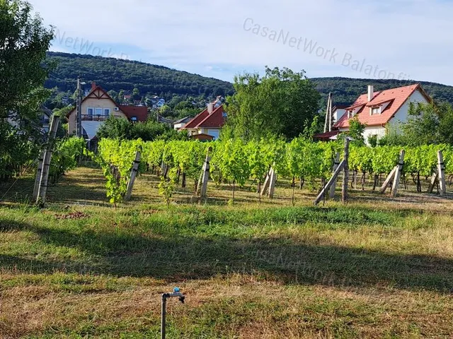 Eladó mezőgazdasági ingatlan Csopak 1367 nm