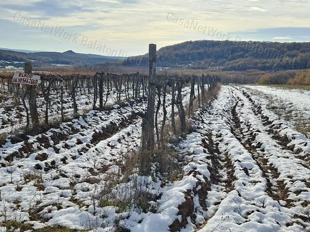 Eladó mezőgazdasági ingatlan Balatoncsicsó 5249 nm