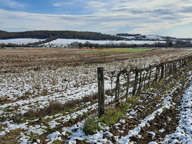 Eladó mezőgazdasági ingatlan Balatoncsicsó 6238 nm