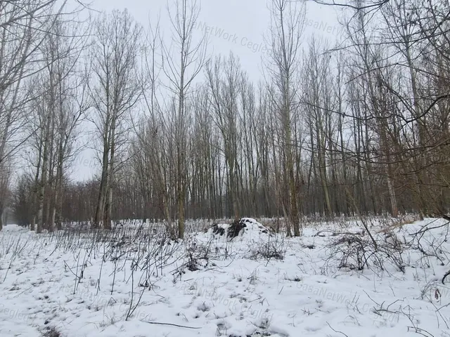 Eladó mezőgazdasági ingatlan Cegléd 2877 nm