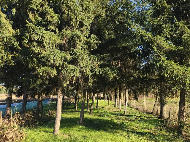 Eladó ház Nyírtelek 50 nm