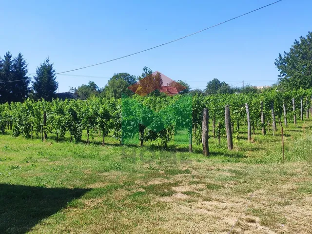 Eladó mezőgazdasági ingatlan Marcali, Szőlőhegy 1103 nm
