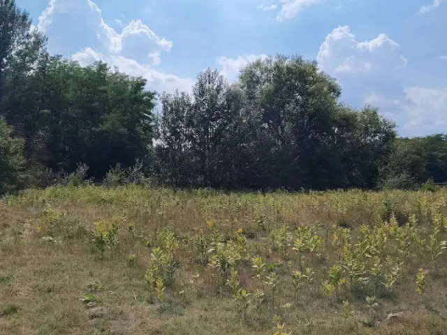 Eladó telek Lajosmizse 1080 nm
