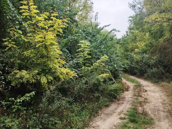 Eladó mezőgazdasági ingatlan Dabas 64000 nm