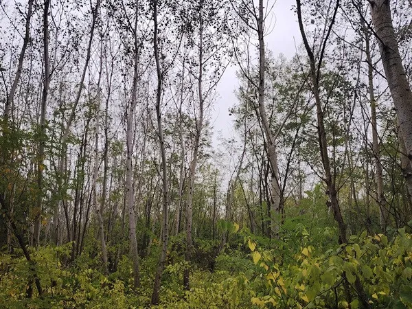 Eladó mezőgazdasági ingatlan Dabas 64000 nm