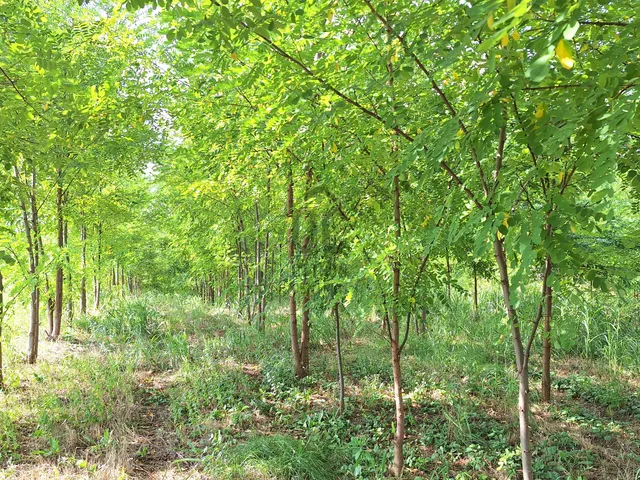 Eladó telek Felsőnána 4015 nm