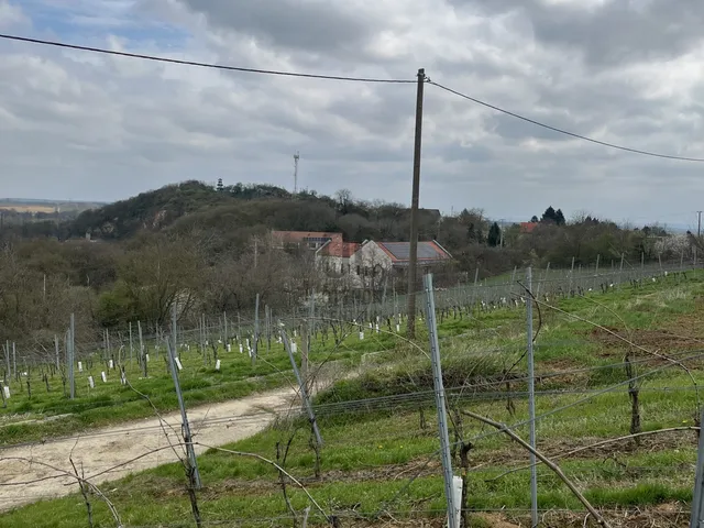 Eladó mezőgazdasági ingatlan Villány 9267 nm