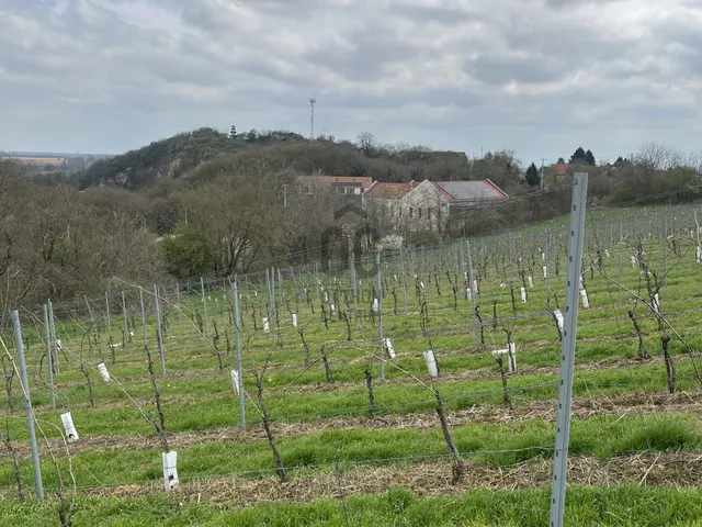 Eladó mezőgazdasági ingatlan Villány 9267 nm