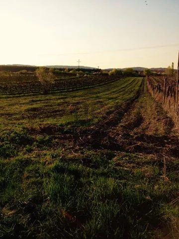 Eladó mezőgazdasági ingatlan Balatonudvari 10200 nm