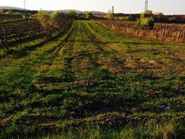 Eladó mezőgazdasági ingatlan Balatonudvari 10200 nm