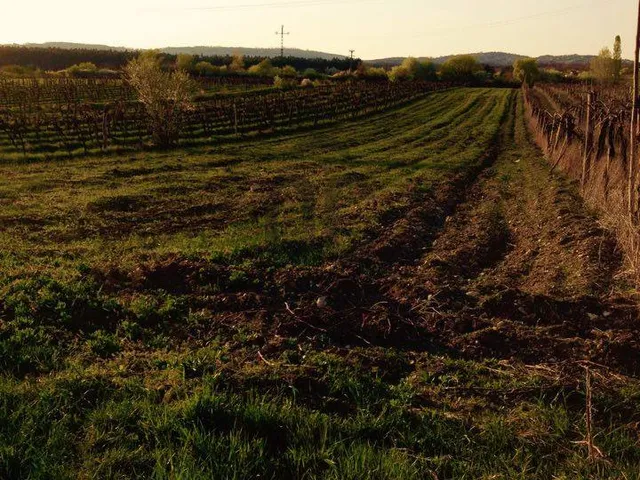 Eladó mezőgazdasági ingatlan Balatonudvari 10200 nm