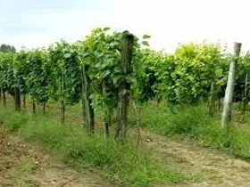 Eladó mezőgazdasági ingatlan Balatonudvari 5416 nm