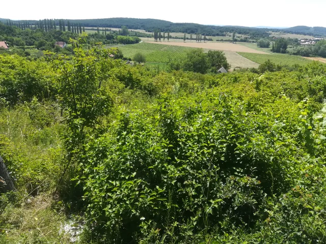 Eladó mezőgazdasági ingatlan Pécsely, Nemespécsely 3630 nm