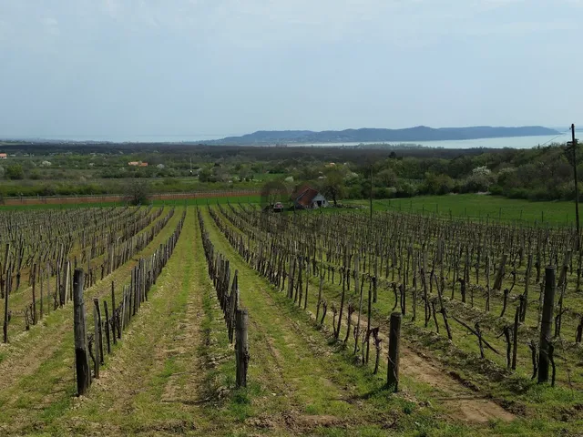 Eladó mezőgazdasági ingatlan Balatonudvari 3118 nm