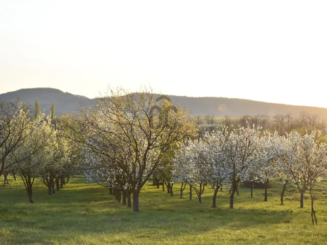 Eladó mezőgazdasági ingatlan Szentbékkálla 13921 nm