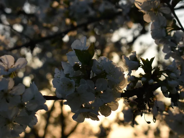 Eladó mezőgazdasági ingatlan Szentbékkálla 13921 nm