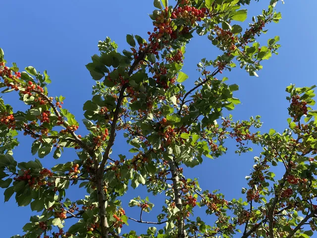 Eladó mezőgazdasági ingatlan Zánka 46000 nm