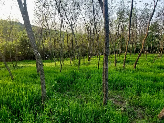 Eladó telek Lesenceistvánd 2081 nm