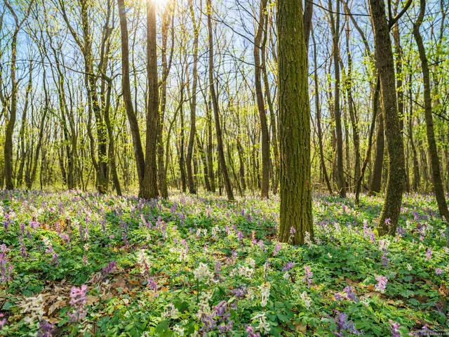 Eladó telek Rezi 1389 nm