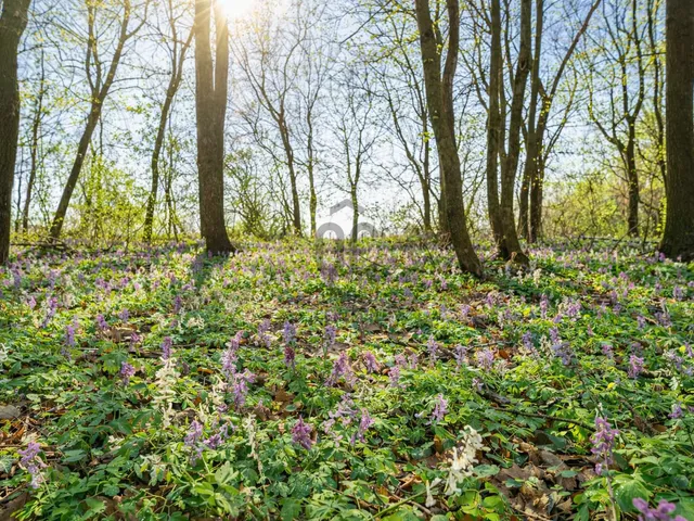 Eladó telek Rezi 1389 nm