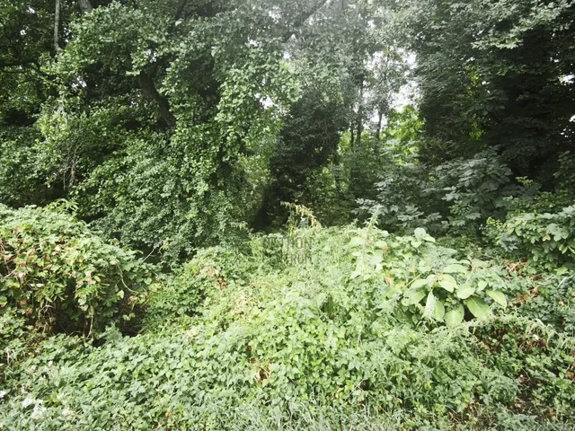 Eladó építési telek, Tapolca, Diszel - 5. nézet