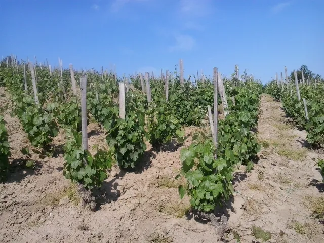Eladó mezőgazdasági ingatlan Tokaj 5204 nm
