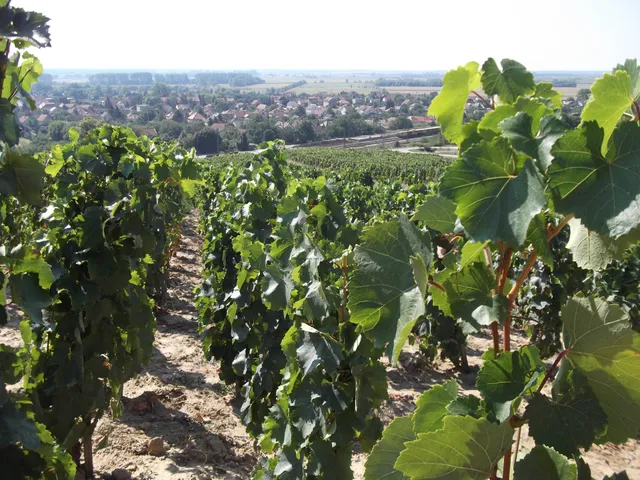 Eladó mezőgazdasági ingatlan Tokaj 5204 nm