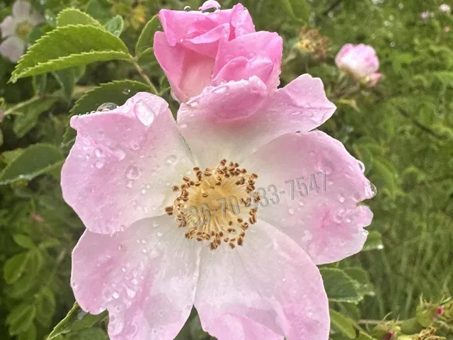 Eladó telek Törökbálint 1425 nm