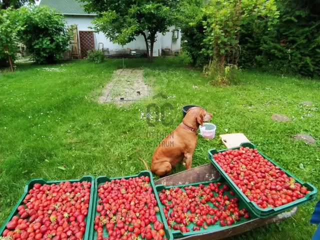 Eladó telek Ráckeve 2608 nm
