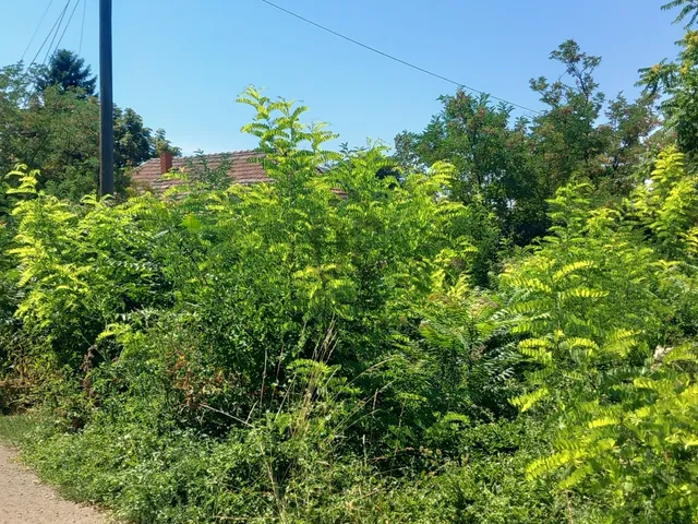 Eladó telek Poroszló 558 nm