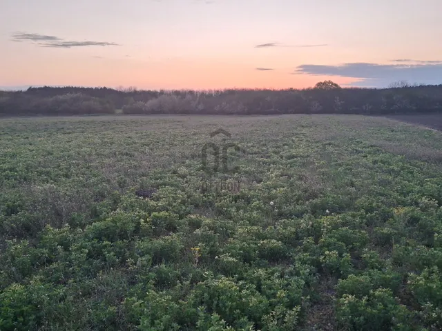 Eladó mezőgazdasági ingatlan Hajdúsámson 6031 nm