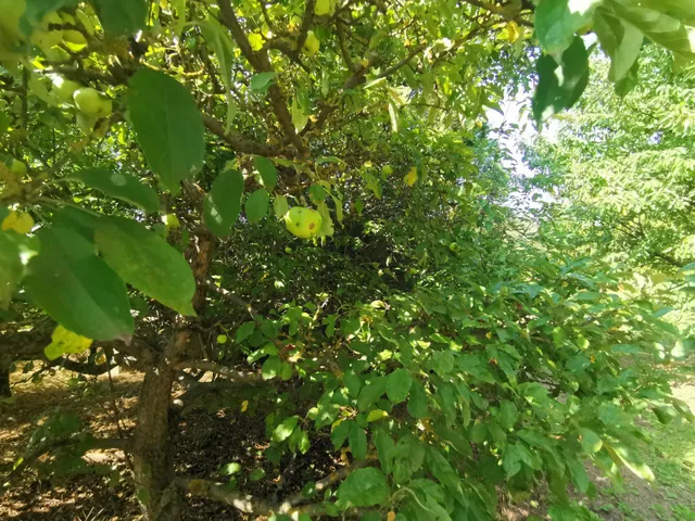 Eladó telek Iszkaszentgyörgy 808 nm