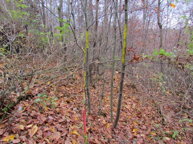 Eladó telek Bükkszentkereszt 608 nm