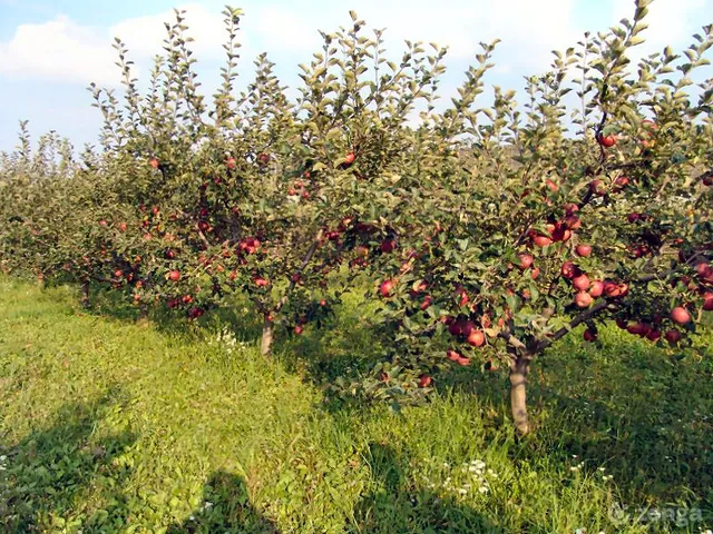 Kiadó mezőgazdasági ingatlan Siófok 2485 nm