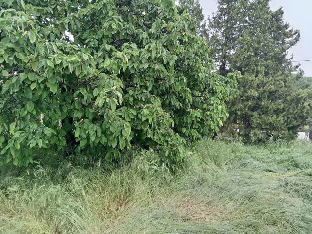 Eladó telek Szigetszentmiklós 971 nm