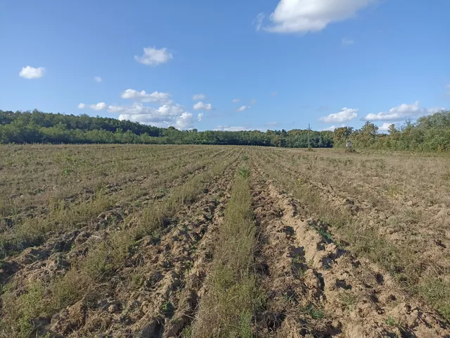 Eladó mezőgazdasági ingatlan Kőkút 170000 nm